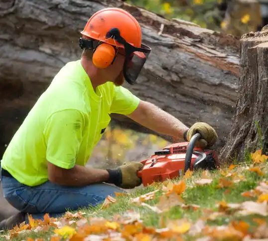 tree services Cannon Ball